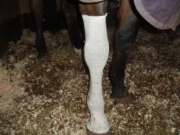 Example of tubigrip used underneath stable bandages to conrol chaffing and swelling